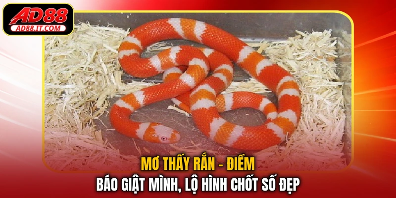 Mơ Thấy Rắn - Điềm Báo Giật Mình, Lộ Hình Chốt Số Đẹp
